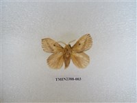 藏品(淡紋枯葉蛾)的圖片